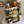 Load image into Gallery viewer, Lion / TSP0135