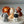 Load image into Gallery viewer, 5 Animals Set / SET1059

