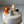 Load image into Gallery viewer, 4 Animals Set / SET1004
