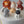 Load and play video in Gallery viewer, 5 Animals Set / SET1059
